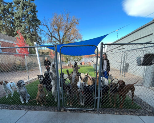 ArcWest-Doggie-daycare-TI-dogs